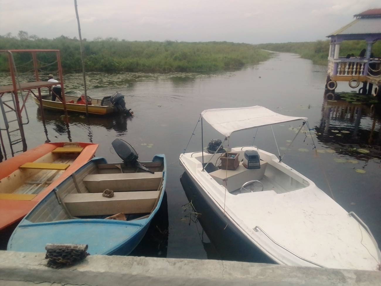 Barques amarrées sur le lac, au bord des papyrus